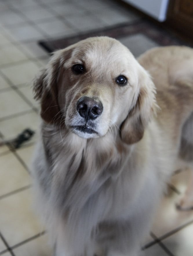 How To Make Gravy - Step by Step I howsweeteats.com How To Make Gravy - Step by Step I howsweeteats.com