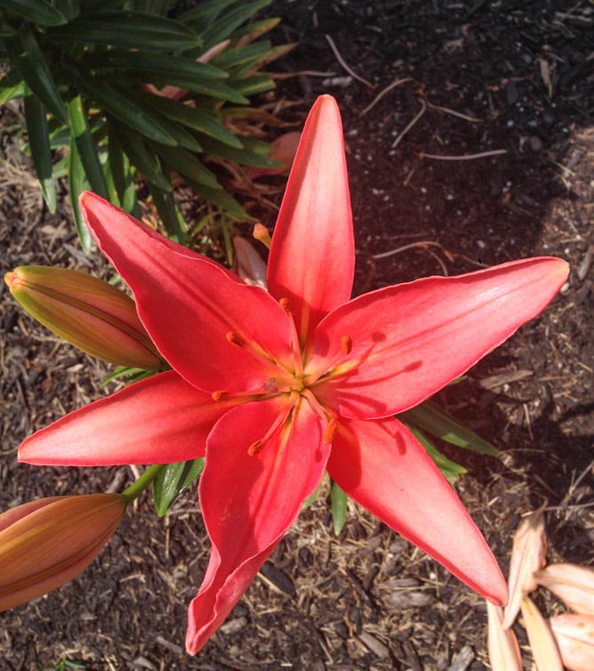 tuesday things I howsweeteats.com