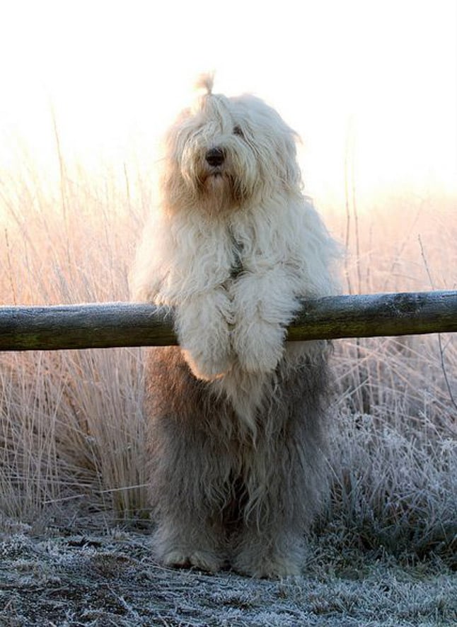 currently crushing on I howsweeteats.com