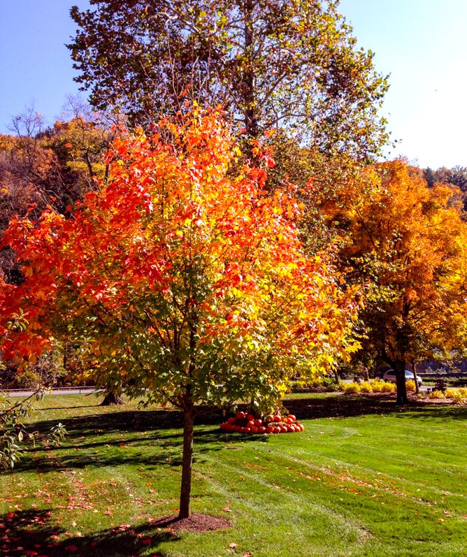 on life lately I howsweeteats.com