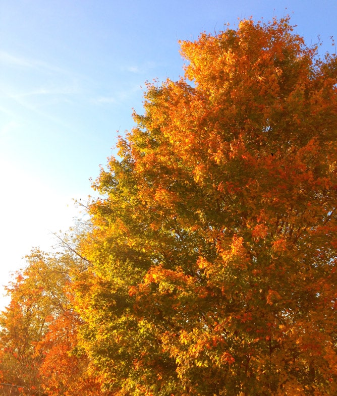 on life lately I howsweeteats.com