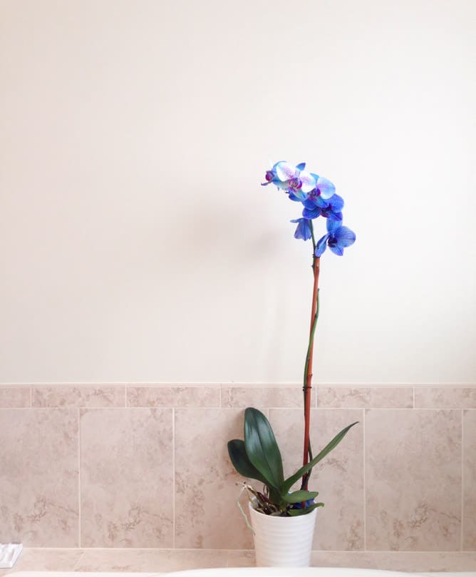 tuesday things I howsweeteats.com