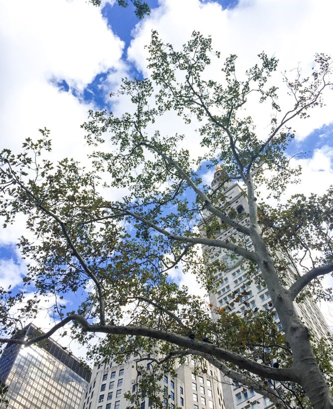 autumn in NYC I howsweeteats.com