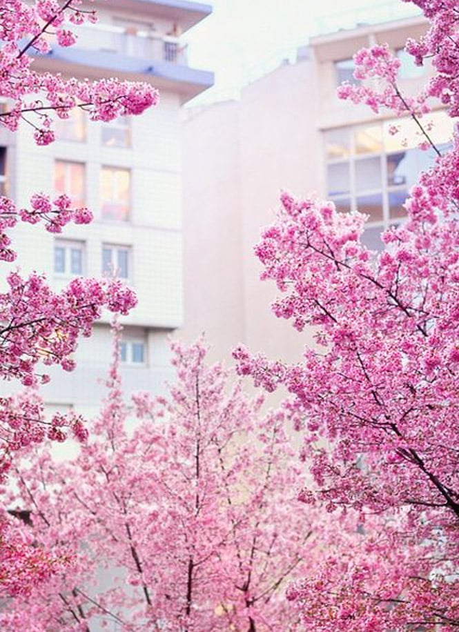 currently crushing on I howsweeteats.com