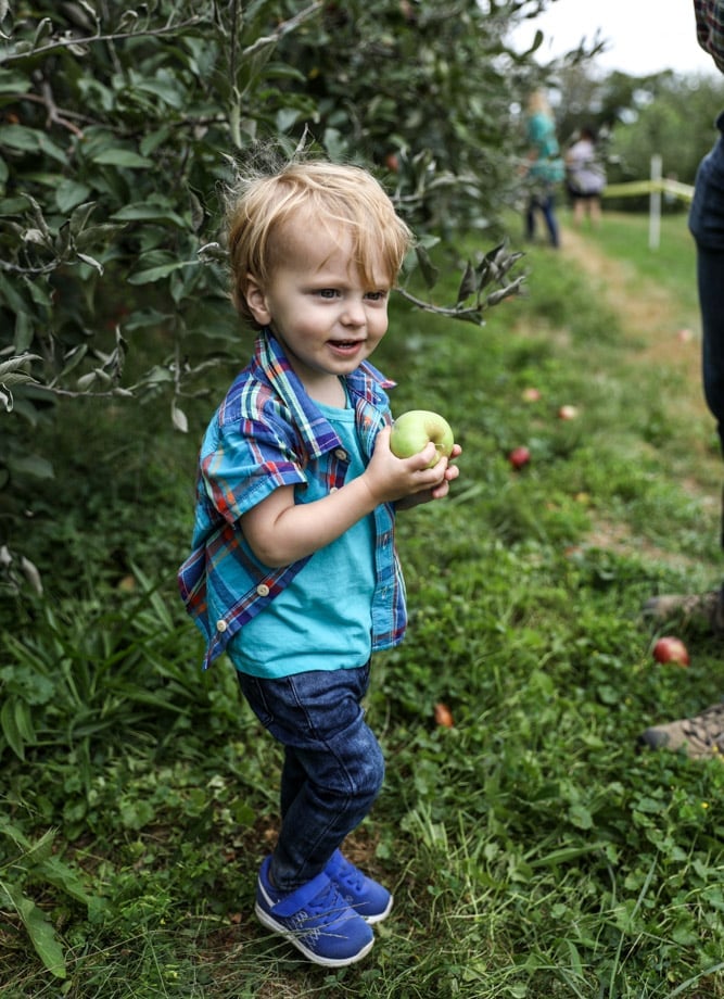 apple picking I howsweeteats.com