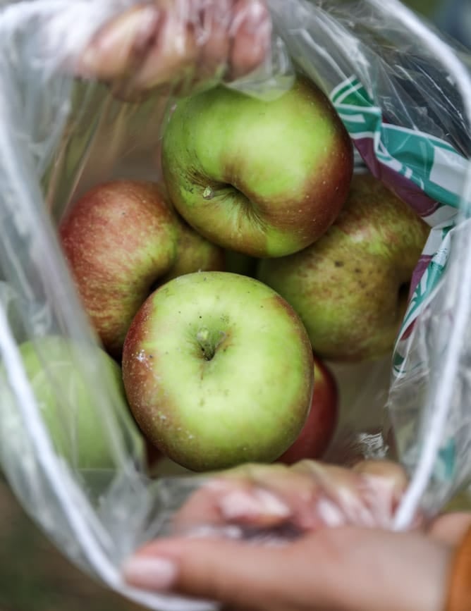 apple picking I howsweeteats.com