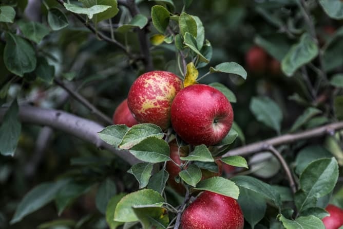 apple picking I howsweeteats.com