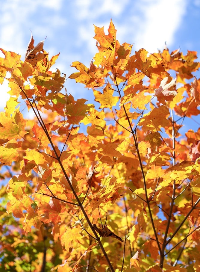 tuesday things I howsweeteats.com