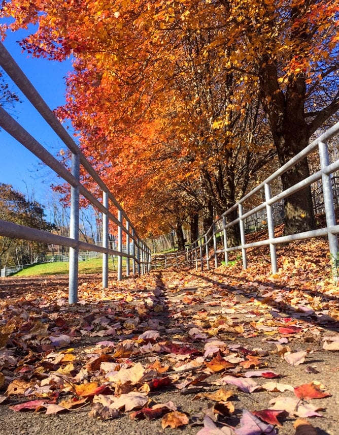 tuesday things I howsweeteats.com