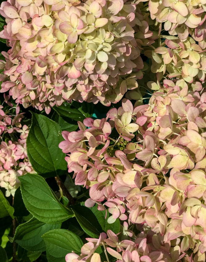 maine 2017 travel diary I howsweeteats.com