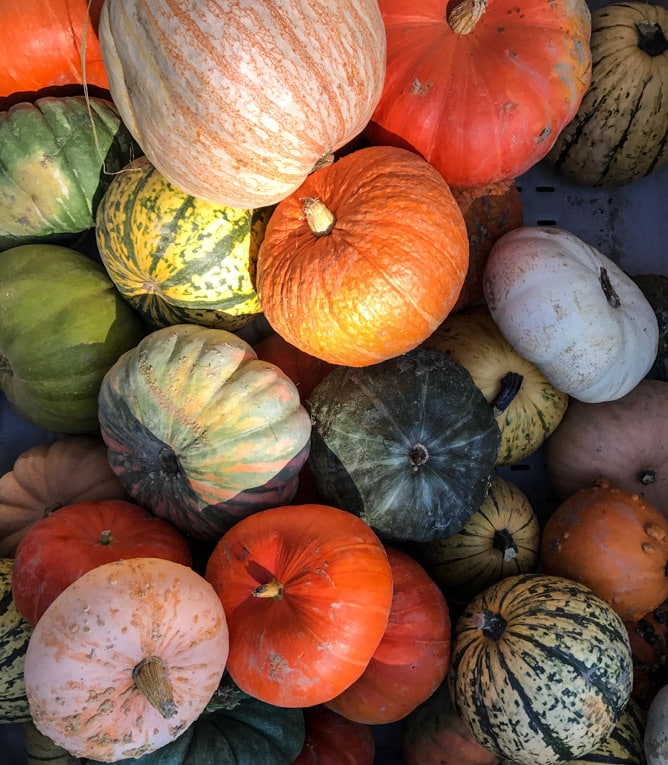 adventures in apple picking I howsweeteats.com