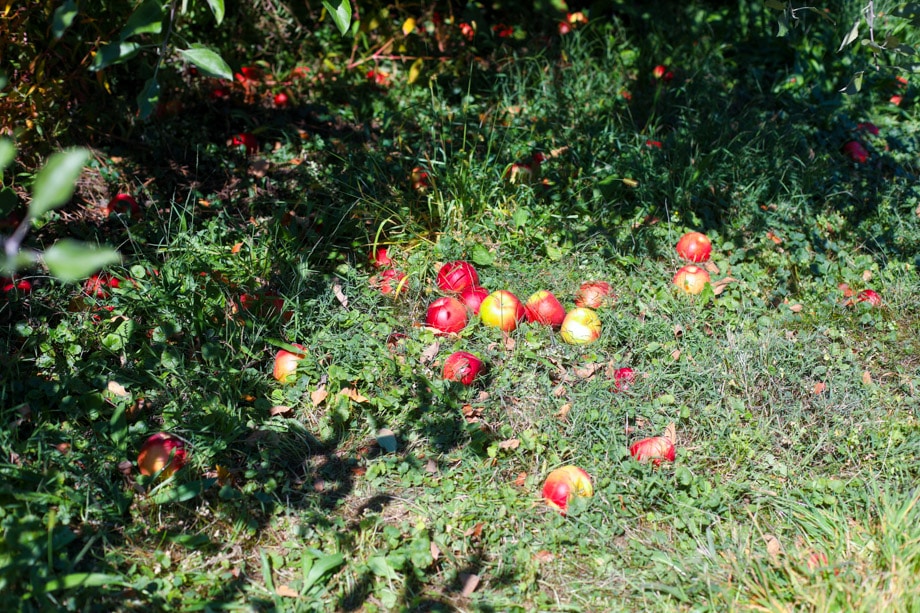 adventures in apple picking I howsweeteats.com