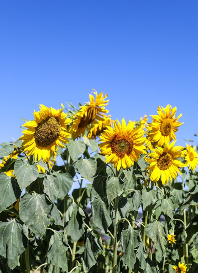 adventures in apple picking I howsweeteats.com