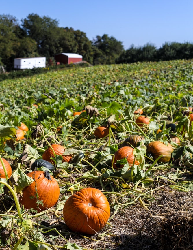 adventures in apple picking I howsweeteats.com