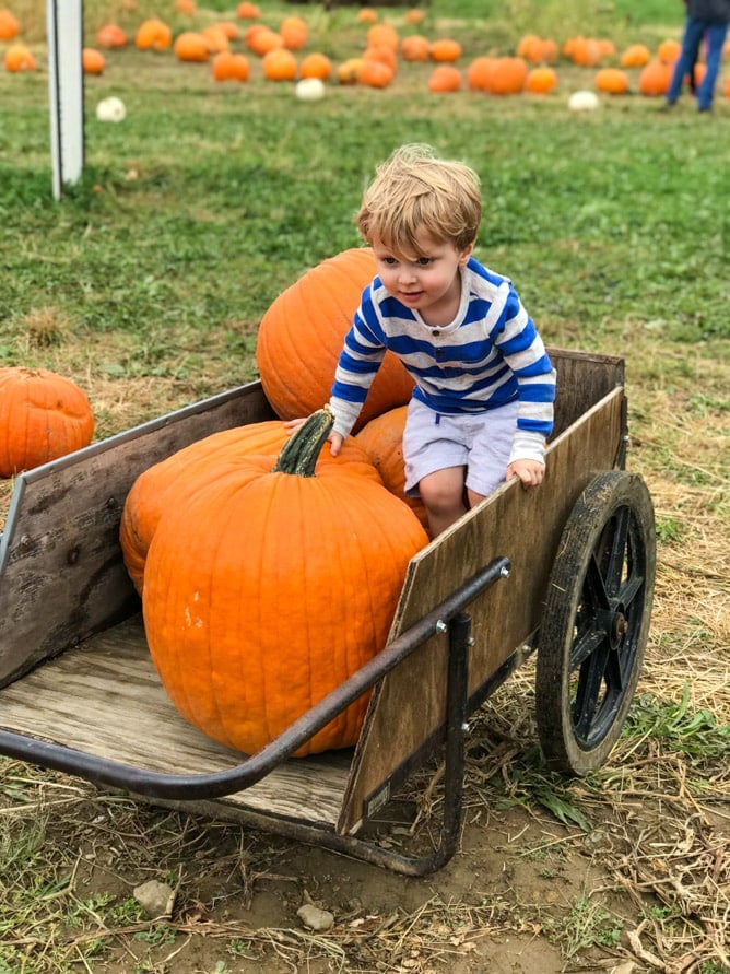 pumpkin patch I howsweeteats.com