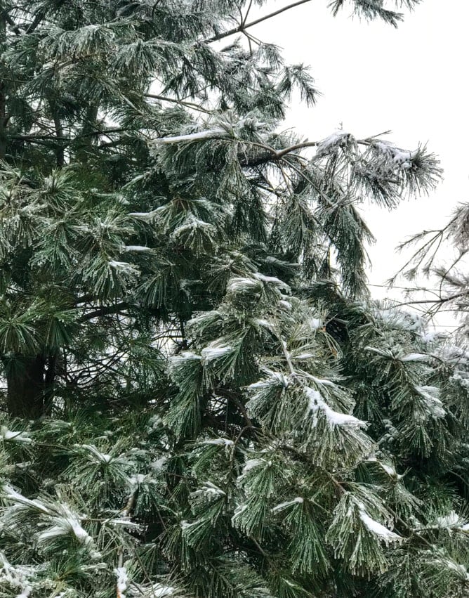 tuesday things I howsweeteats.com