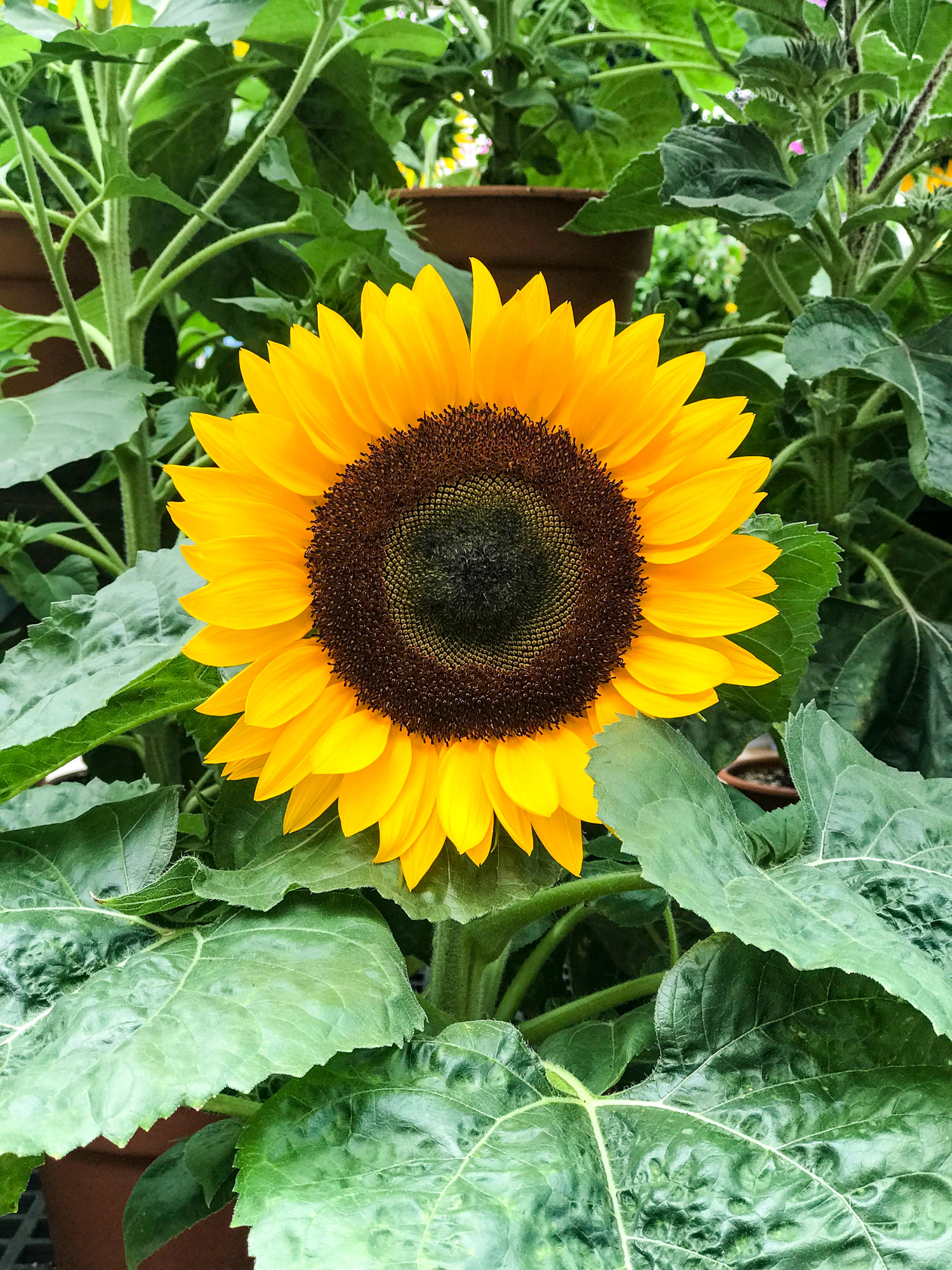 tuesday things I howsweeteats.com