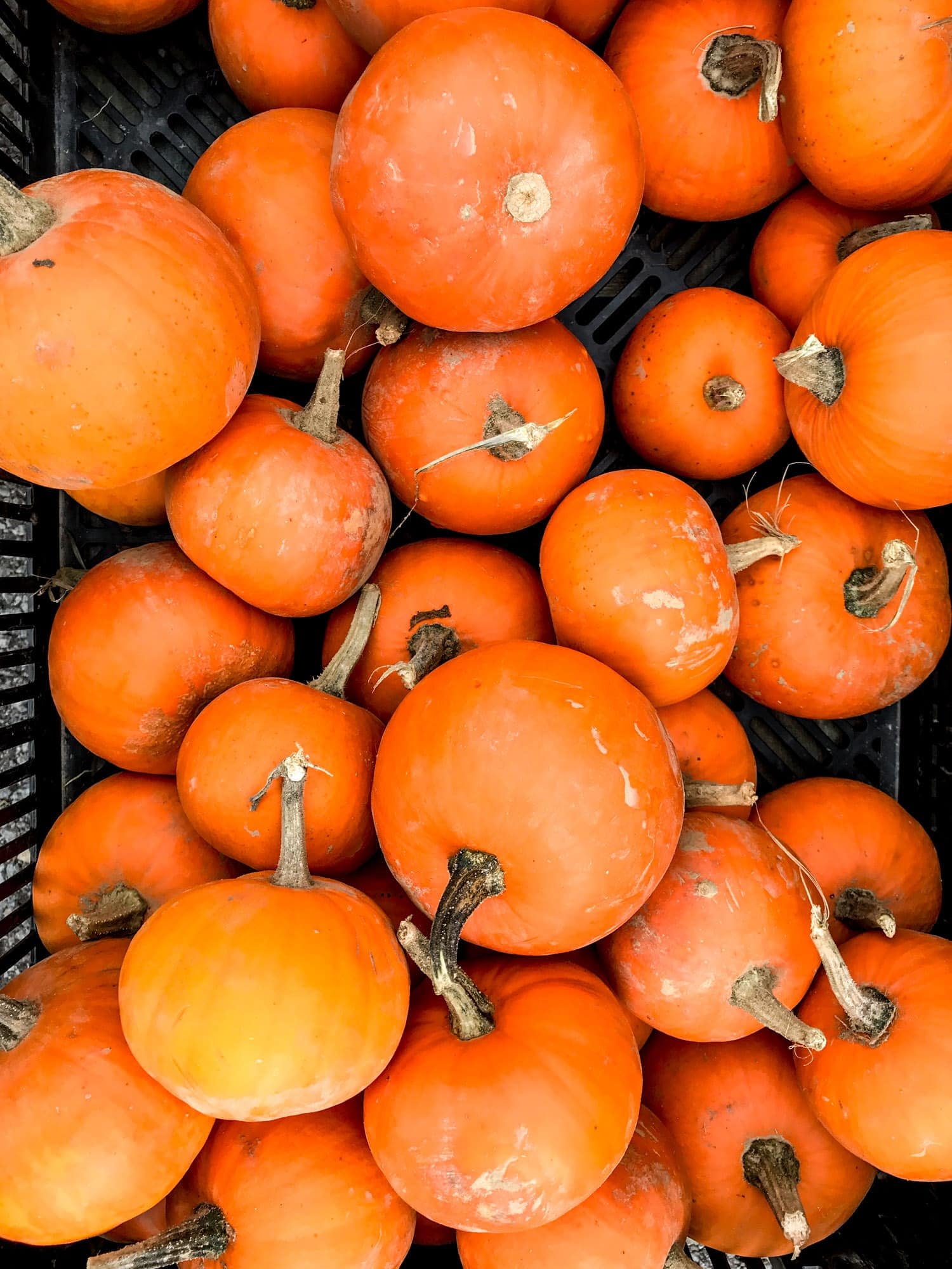 tuesday things I howsweeteats.com