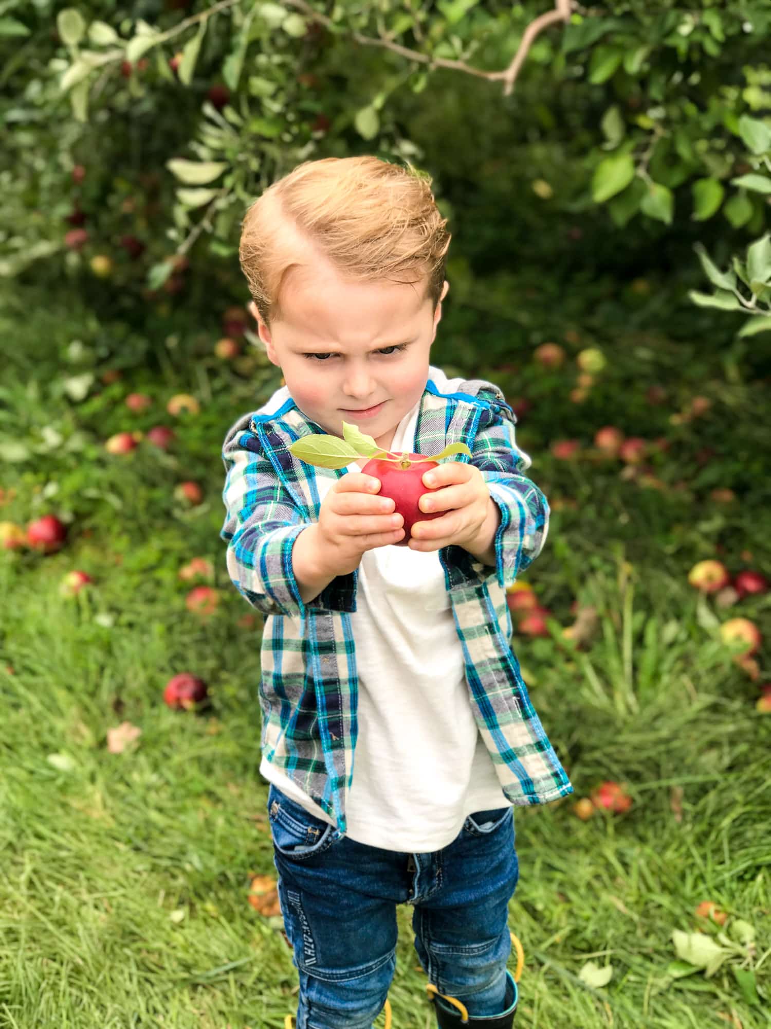 adventures in apple picking I howsweeteats.com