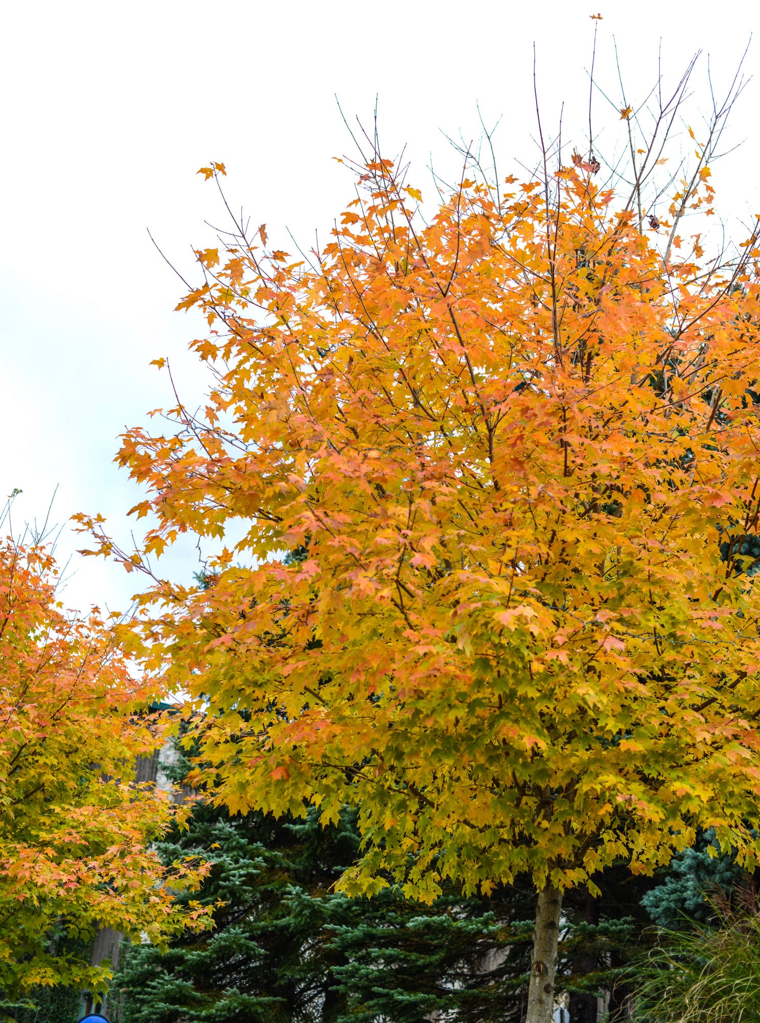 tuesday things I howsweeteats.com