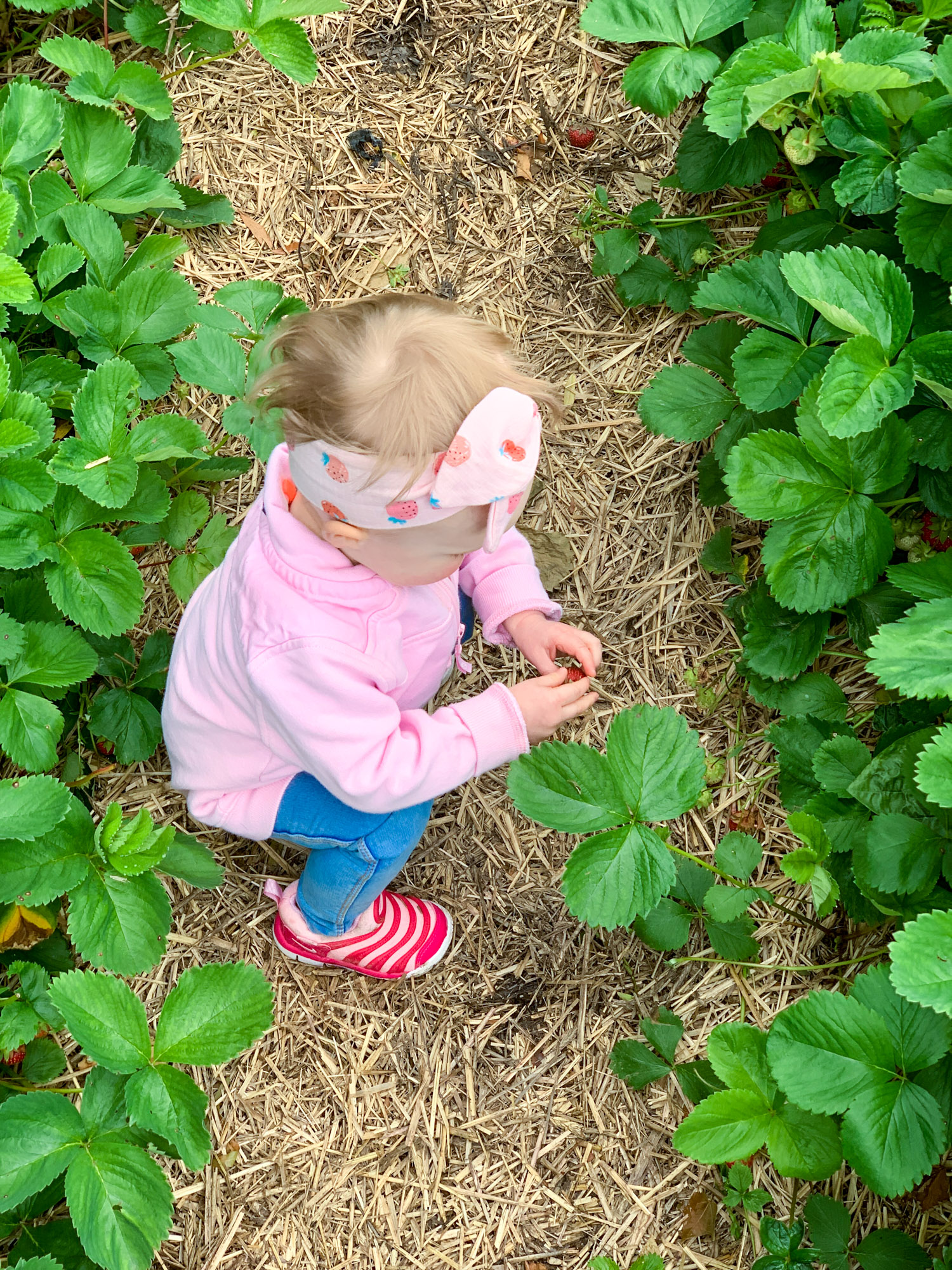 strawberry picking photo diary