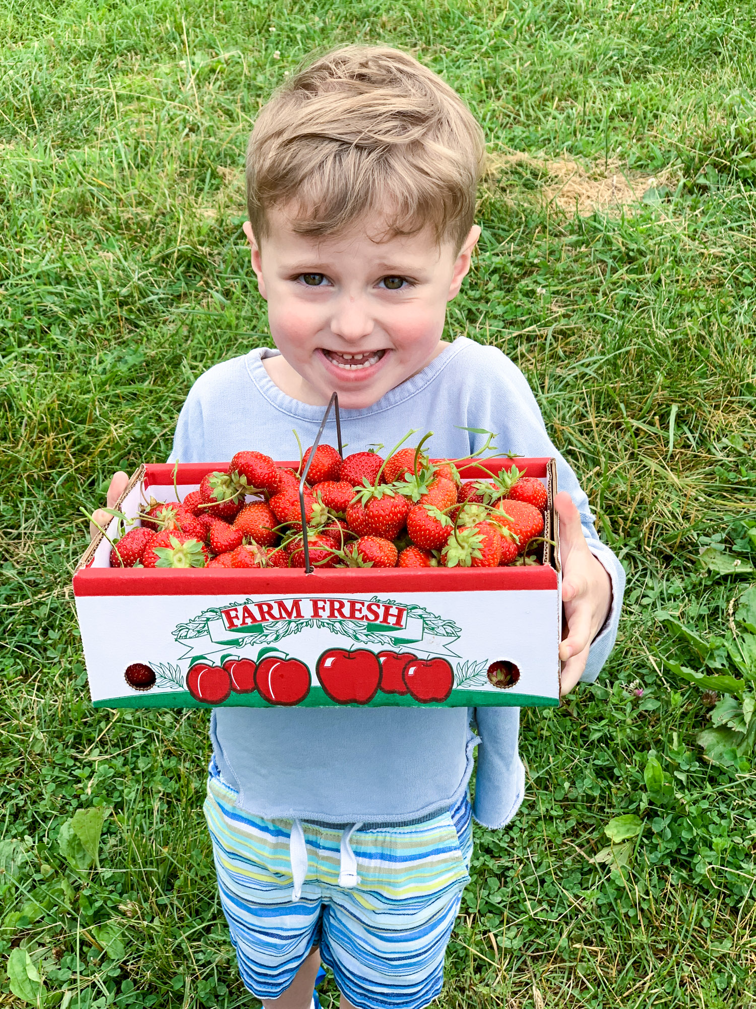 strawberry picking photo diary
