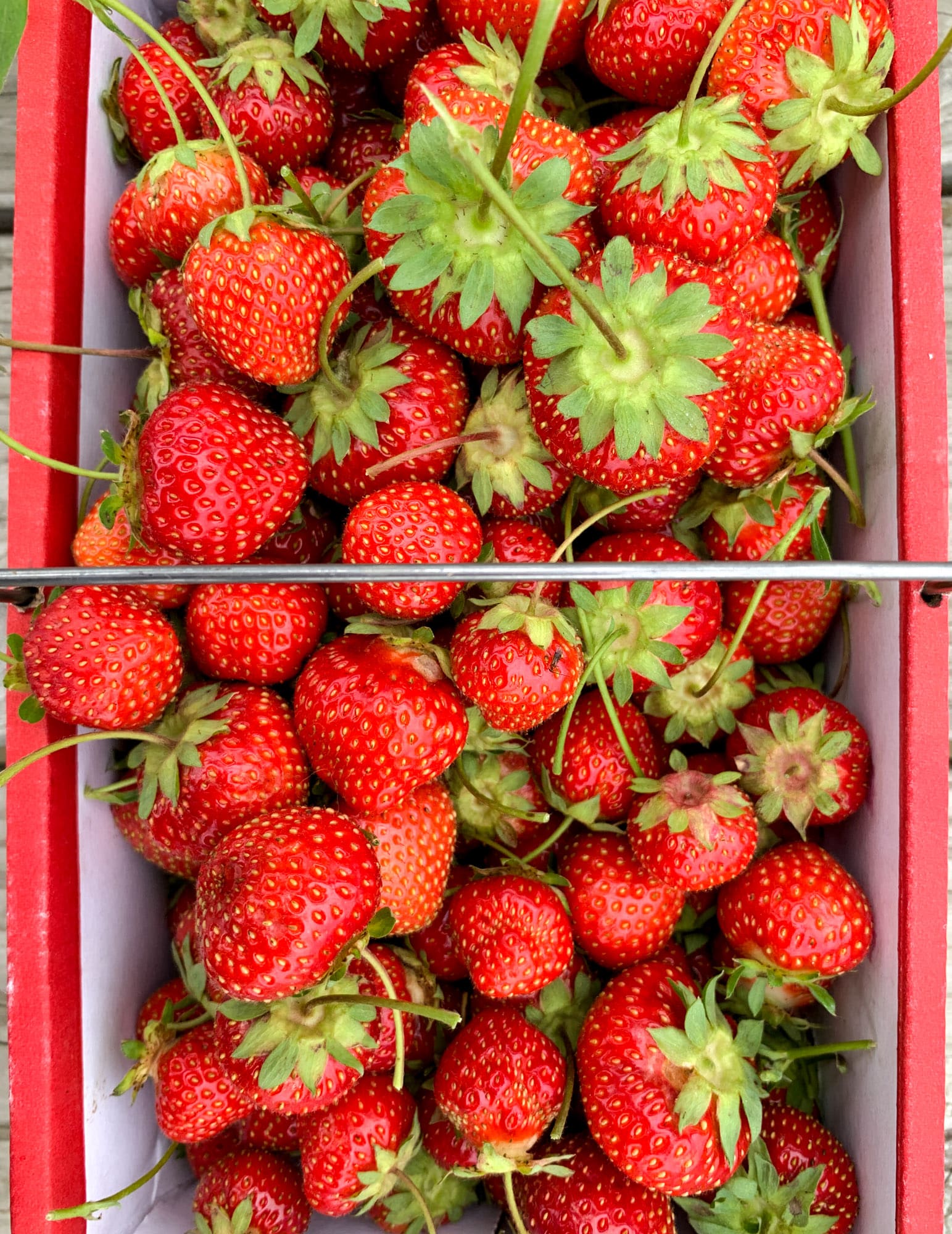 strawberry picking photo diary