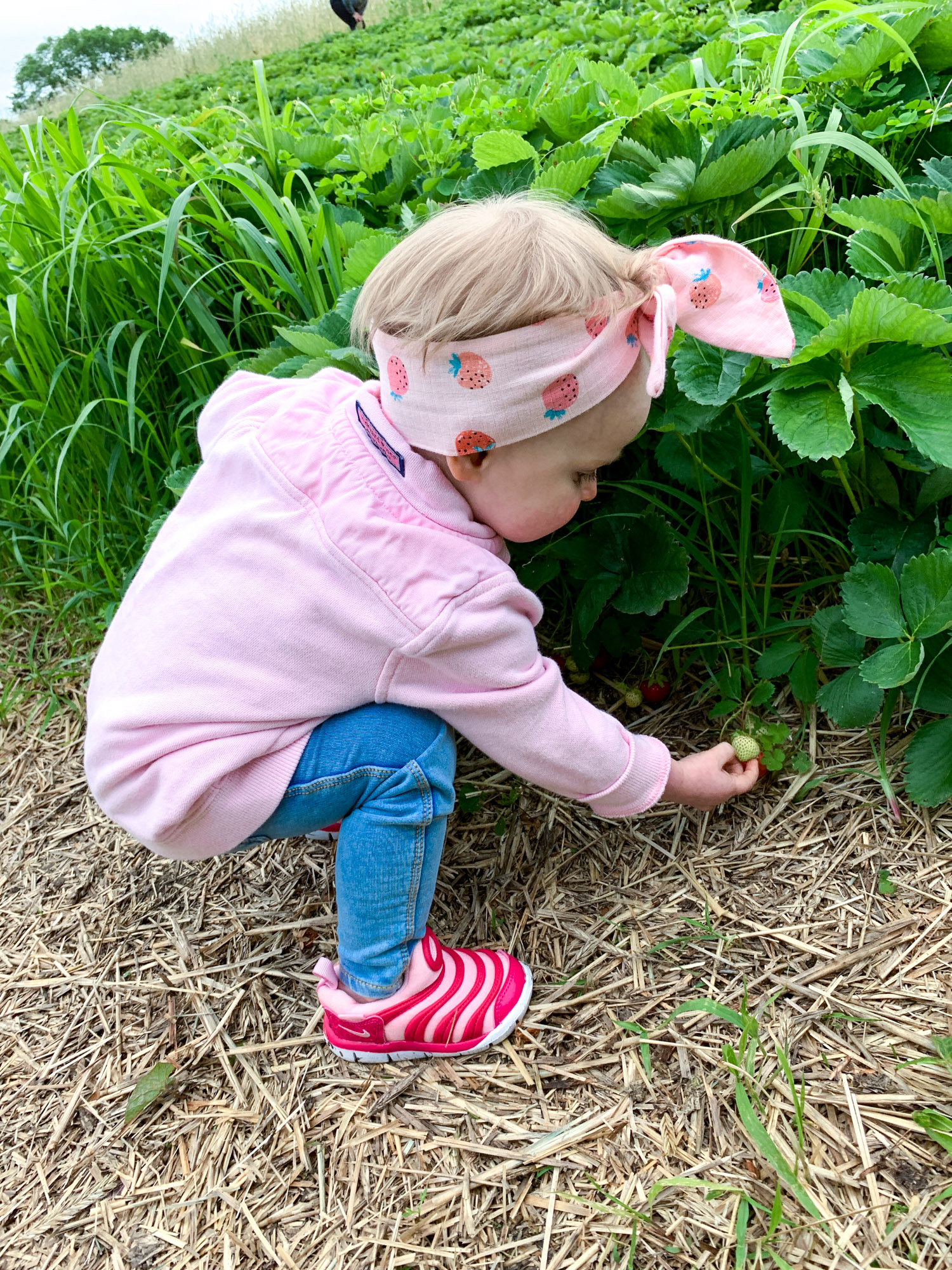 strawberry picking photo diary