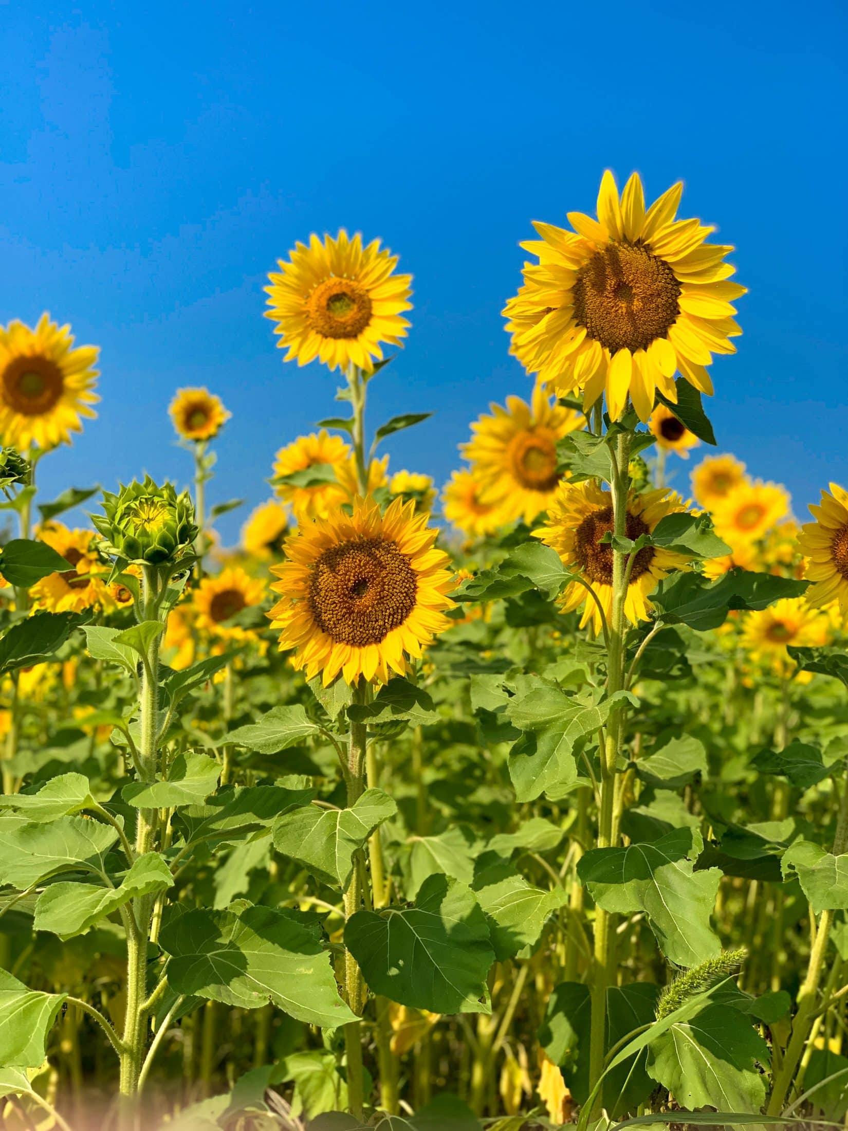 2019 apple picking photo diary I howsweeteats