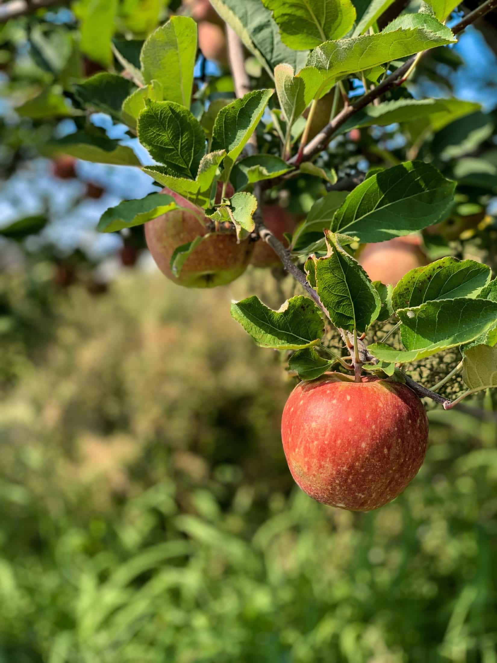 2019 apple picking photo diary I howsweeteats