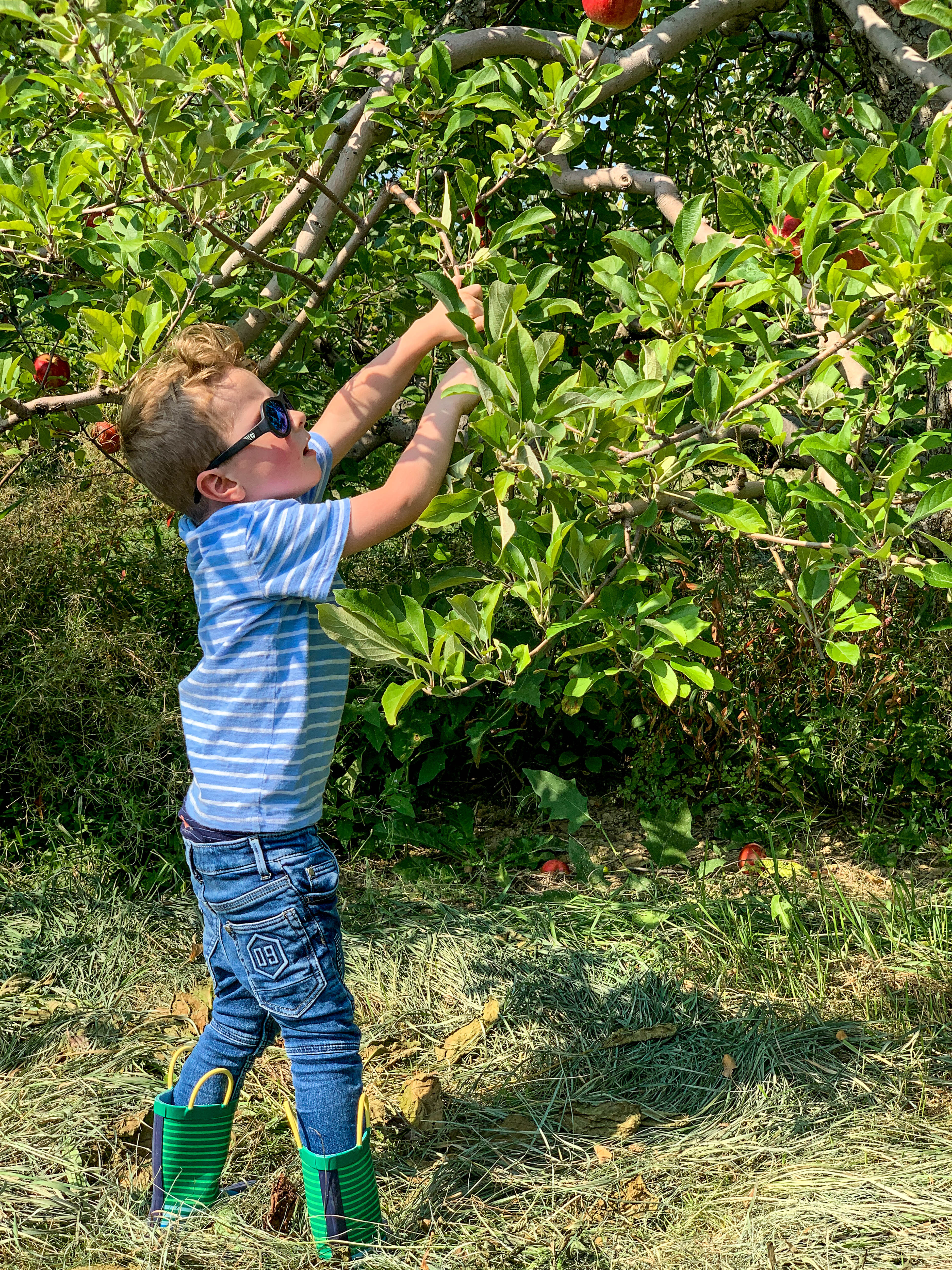 2019 apple picking photo diary I howsweeteats