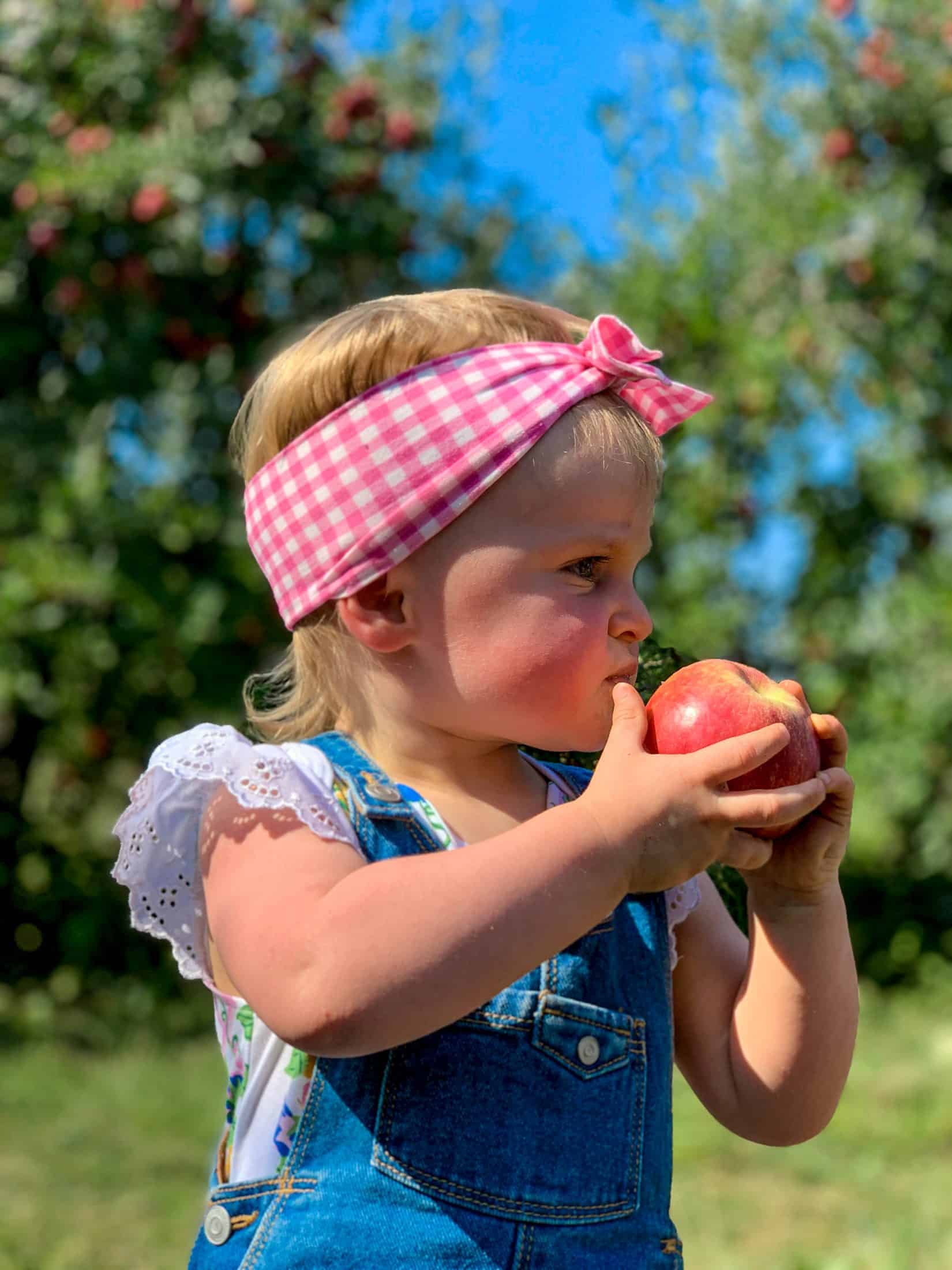 2019 apple picking photo diary I howsweeteats