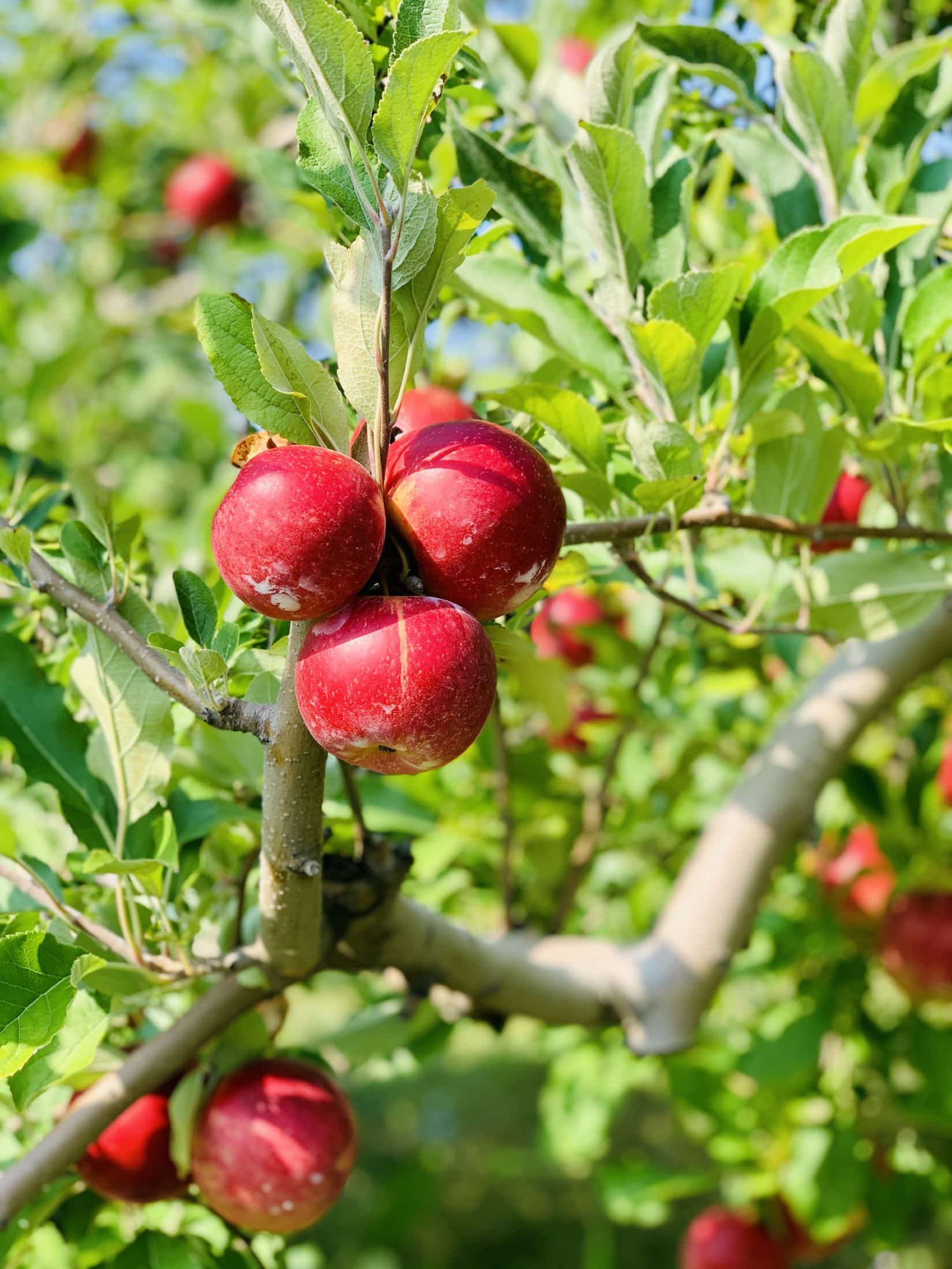 currently crushing on