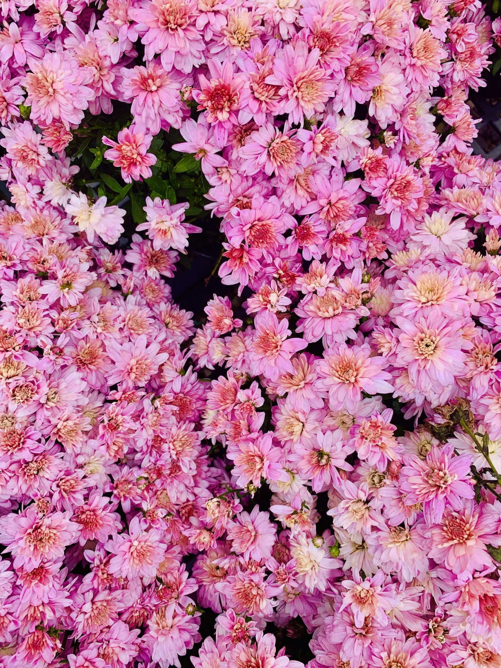 currently crushing on