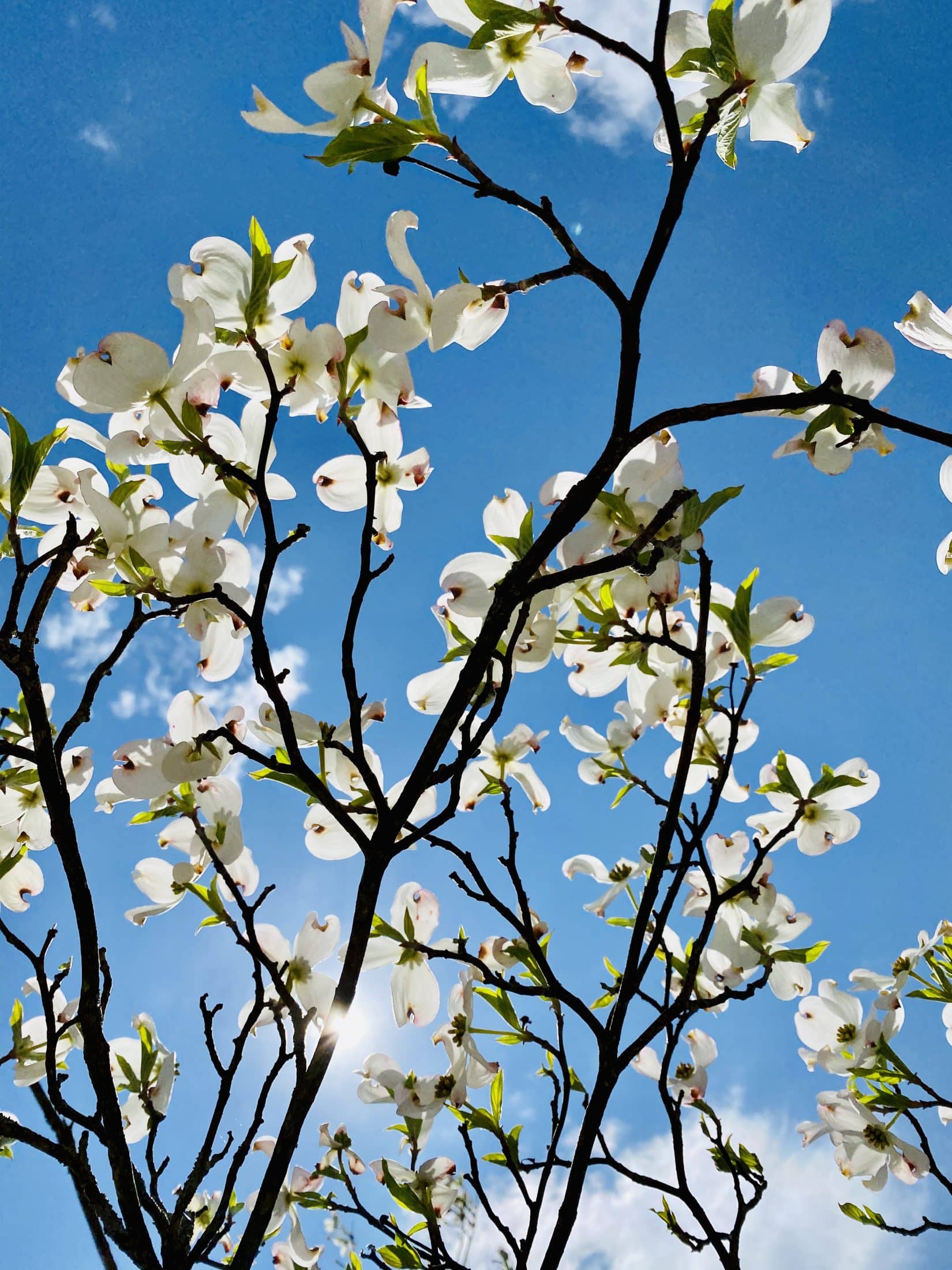 currently crushing on