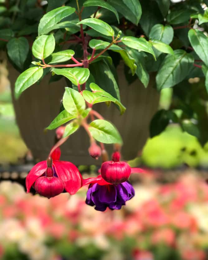 tuesday things I howsweeteats.com