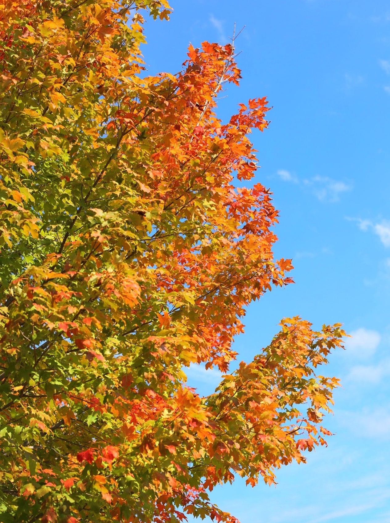 currently crushing on I howsweeteats.com