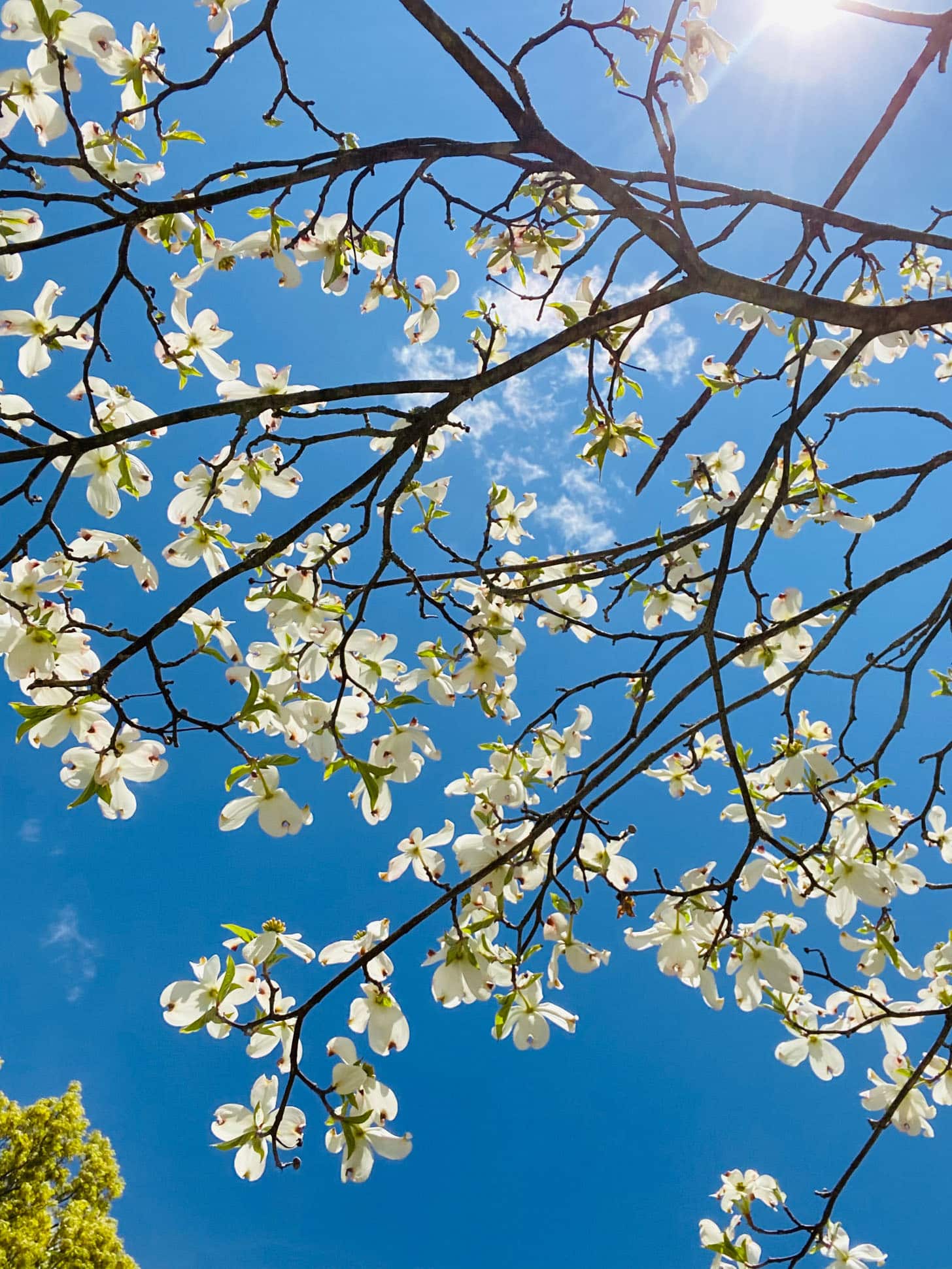 currently crushing on