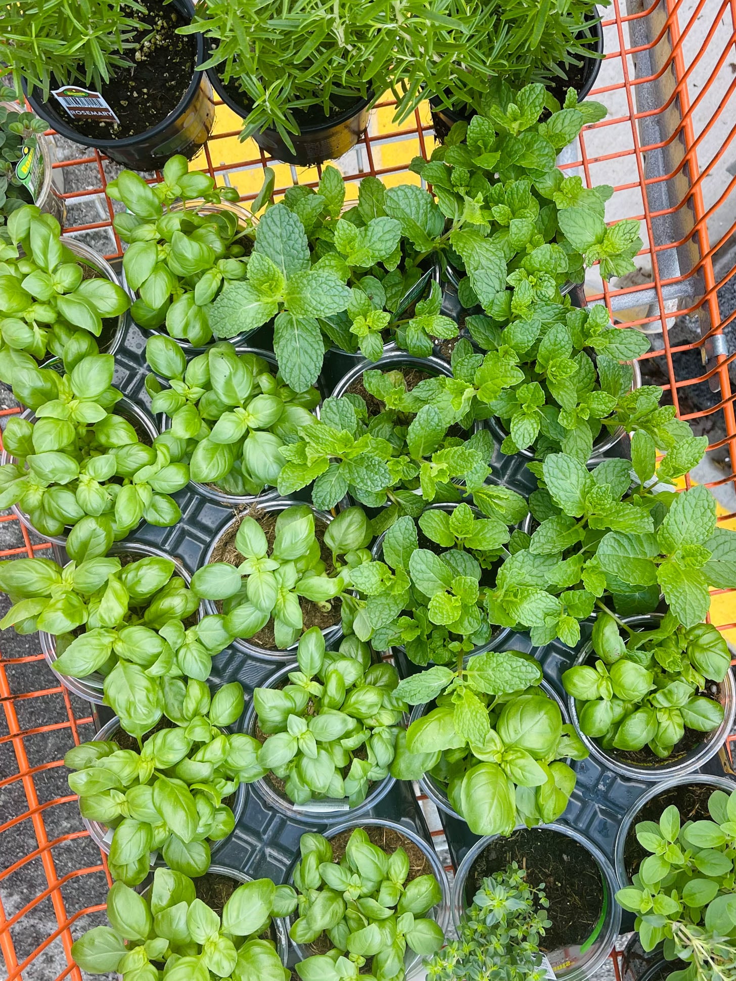 currently crushing on