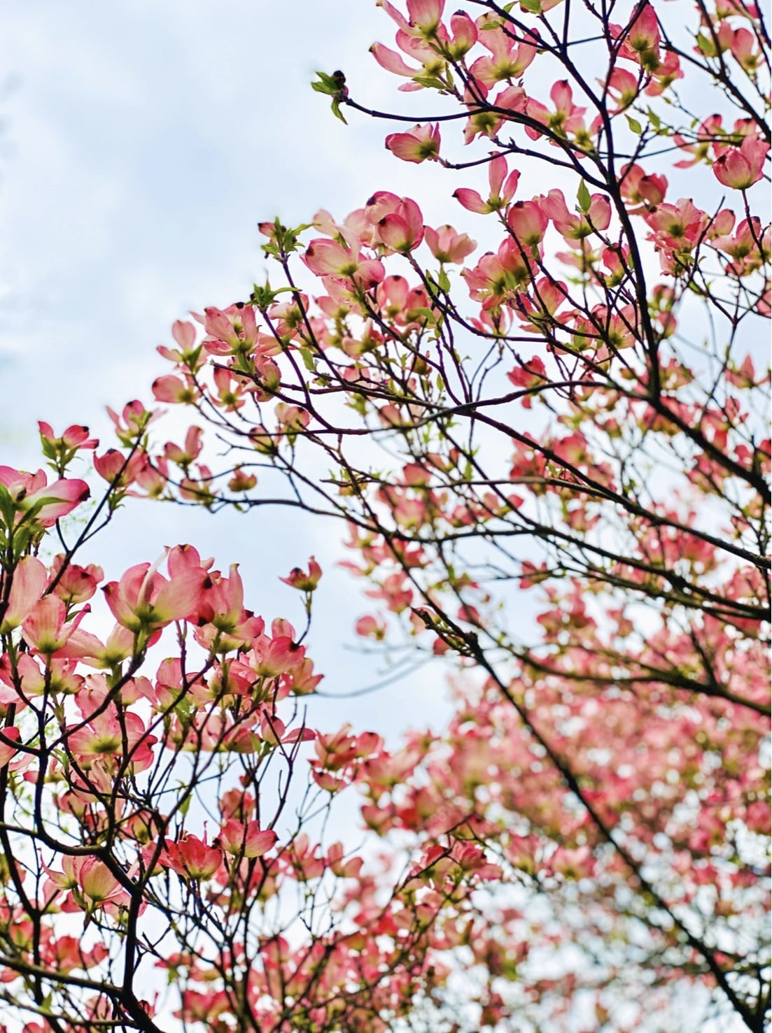 currently crushing on