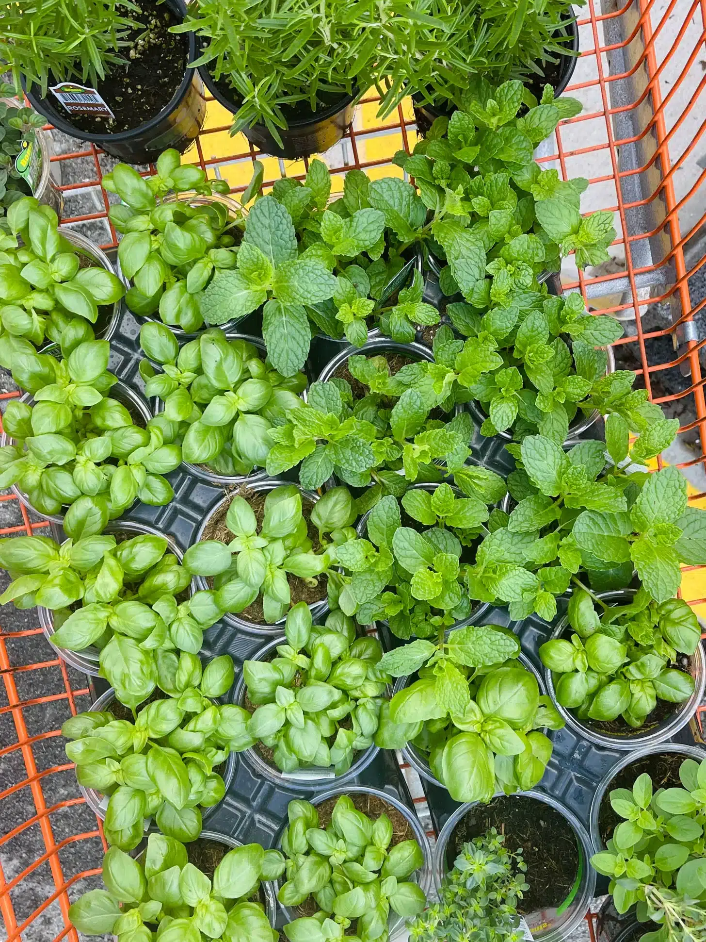 currently crushing on