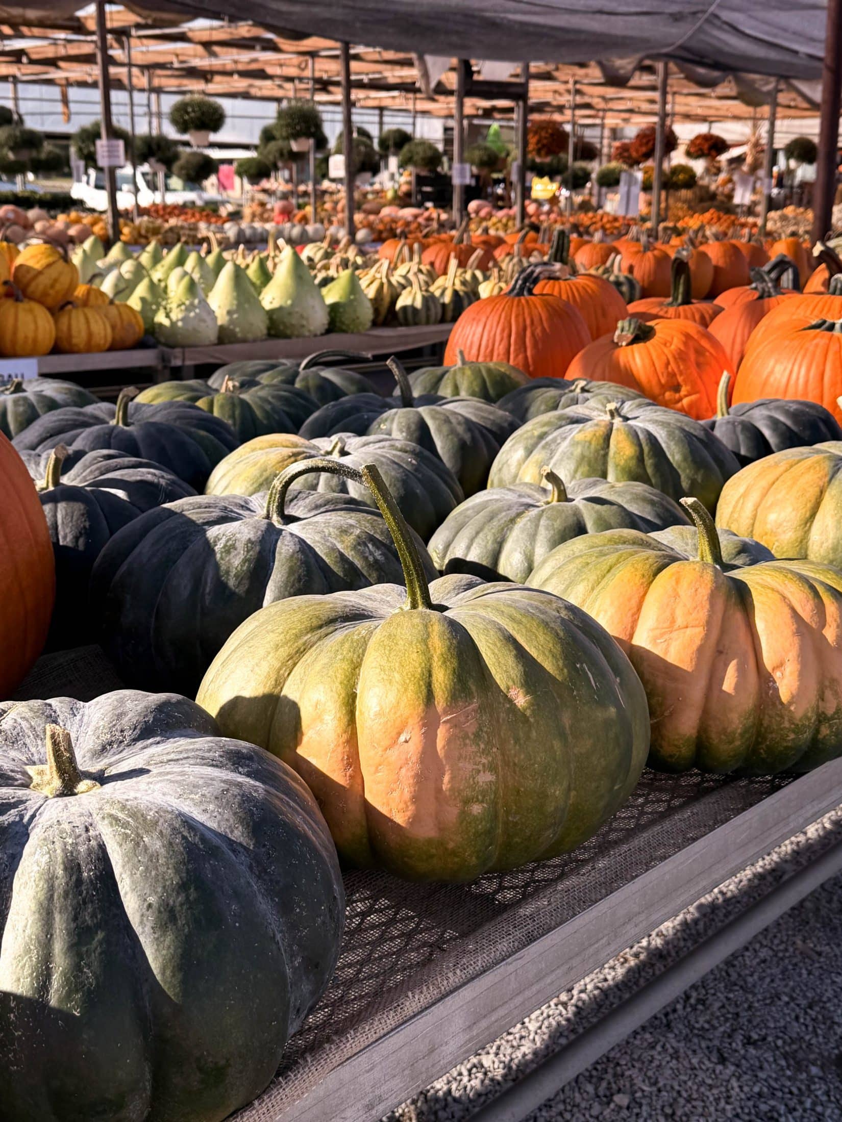 currently crushing on