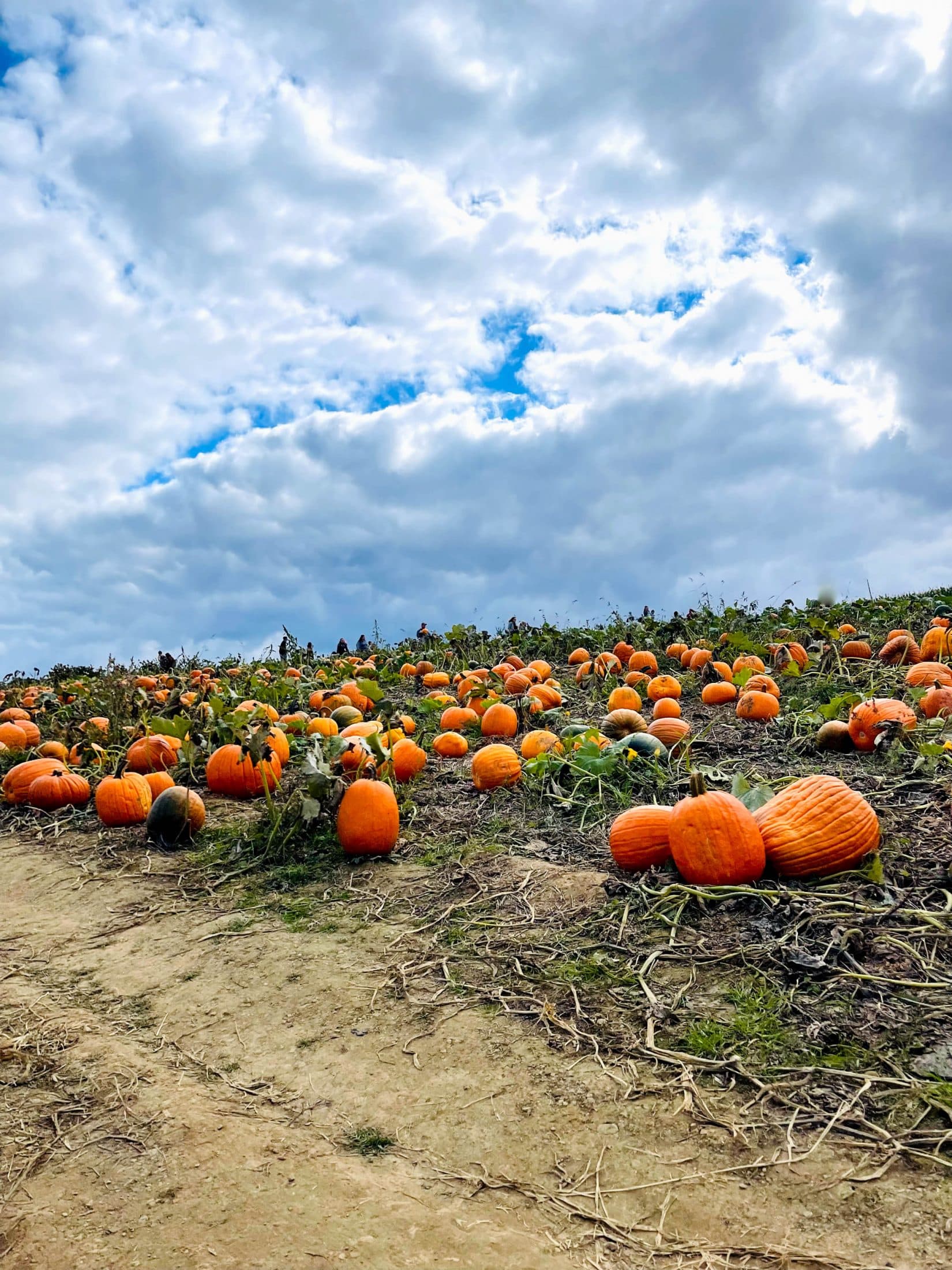 currently crushing on